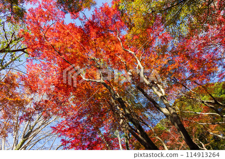 Autumn in the ancient city of Kamakura: Shishimai Valley with autumn leaves Autumn in the ancient city of Kamakura: Shishimai Valley with autumn leaves 114913264