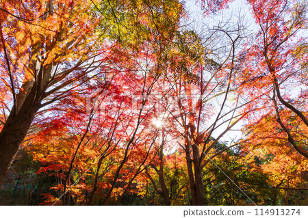 Autumn in the ancient city of Kamakura: Shishimai Valley with autumn leaves Autumn in the ancient city of Kamakura: Shishimai Valley with autumn leaves 114913274