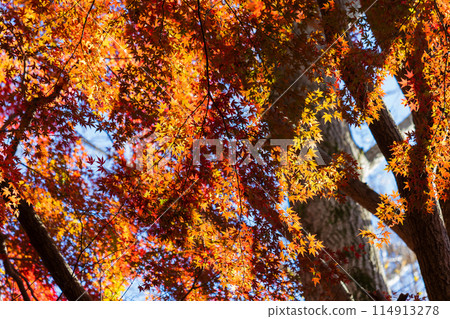 Autumn in the ancient city of Kamakura: Shishimai Valley with autumn leaves 114913278