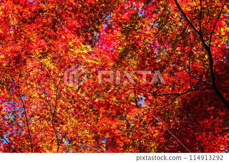 古都鎌倉的秋天：舞獅谷、秋葉 114913292