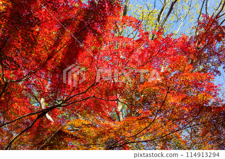 Autumn in the ancient city of Kamakura: Shishimai Valley with autumn leaves Autumn in the ancient city of Kamakura: Shishimai Valley with autumn leaves 114913294