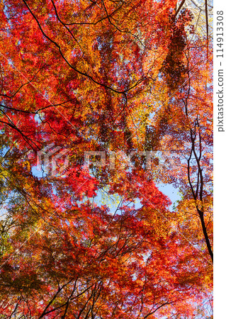 Autumn in the ancient city of Kamakura: Shishimai Valley with autumn leaves Autumn in the ancient city of Kamakura: Shishimai Valley with autumn leaves 114913308