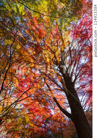 Autumn in the ancient city of Kamakura: Shishimai Valley with autumn leaves 114913384