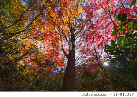 Autumn in the ancient city of Kamakura: Shishimai Valley with autumn leaves 114913387