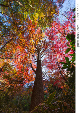 Autumn in the ancient city of Kamakura: Shishimai Valley with autumn leaves 114913388