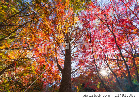 Autumn in the ancient city of Kamakura: Shishimai Valley with autumn leaves 114913393