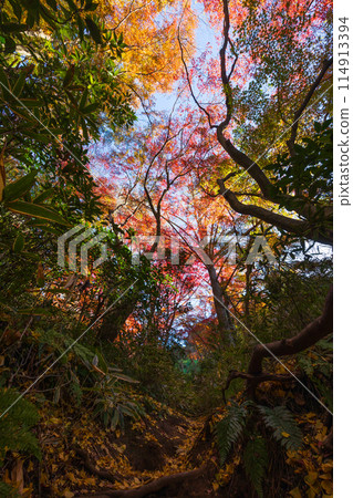 Autumn in the ancient city of Kamakura: Shishimai Valley with autumn leaves 114913394