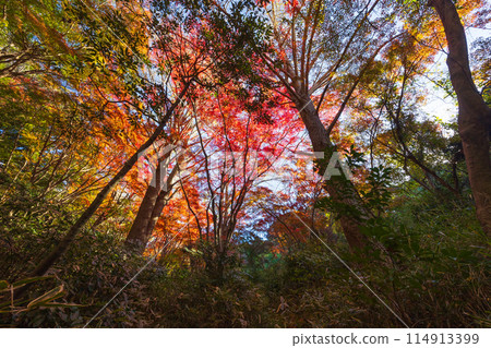 古都鎌倉的秋天:舞獅谷、秋葉 古都鎌倉的秋天:舞獅谷、秋葉 114913399