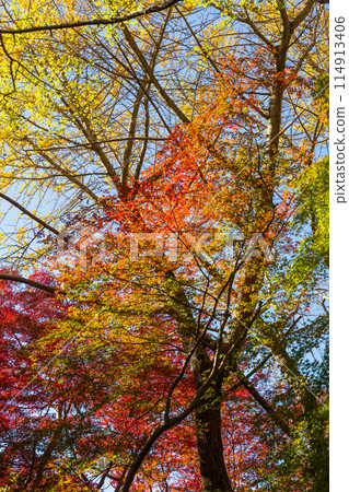 Autumn in the ancient city of Kamakura: Shishimai Valley with autumn leaves Autumn in the ancient city of Kamakura: Shishimai Valley with autumn leaves 114913406