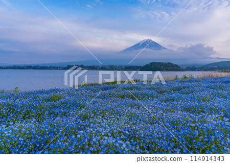 (山梨縣)睡蓮盛開的大石公園 / 富士山出現在霧氣和夕陽的天空中 (山梨縣)睡蓮盛開的大石公園 / 富士山出現在霧氣和夕陽的天空中 114914343