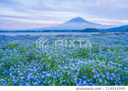 (Yamanashi Prefecture) Nemophila blooms at Oishi Park. The fog clears and Mount Fuji appears in the sunset sky. (Yamanashi Prefecture) Nemophila blooms at Oishi Park. The fog clears and Mount Fuji appears in the sunset sky. 114914349