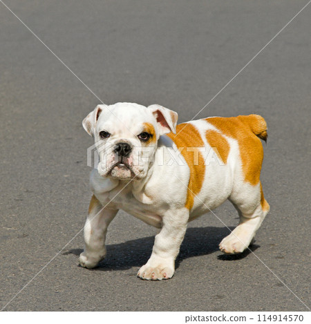 Bulldog baby 114914570