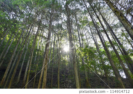 Fresh green trees 114914712