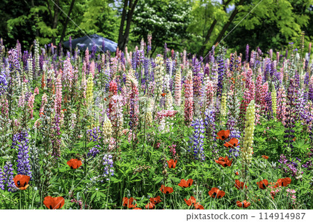 Lupine community 114914987