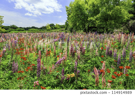 Lupine flower field 3 Lupine flower field 3 114914989