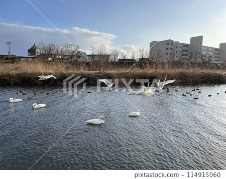 Hokkaido Samani Town Samani River Swan Tundra Swan 114915060