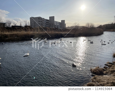 Hokkaido Samani Town Samani River Swan Tundra Swan Hokkaido Samani Town Samani River Swan Tundra Swan 114915064
