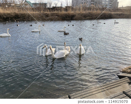 北海道 薩馬尼鎮 薩馬尼河天鵝 雷霆天鵝 114915070