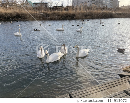 Hokkaido Samani Town Samani River Swan Tundra Swan Hokkaido Samani Town Samani River Swan Tundra Swan 114915072