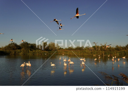 Europe Flamingo Europe Flamingo 114915199