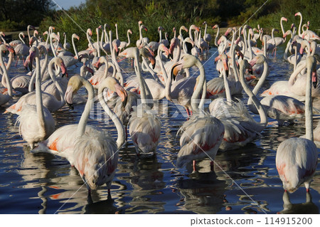 Europe Flamingo Europe Flamingo 114915200