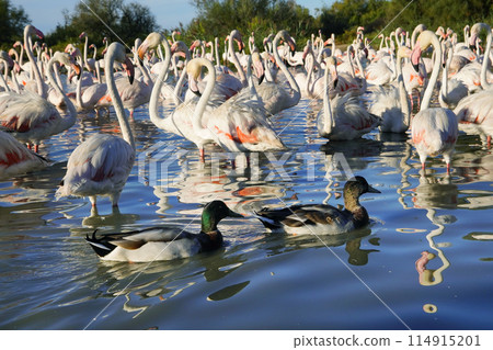 Europe Flamingo Europe Flamingo 114915201