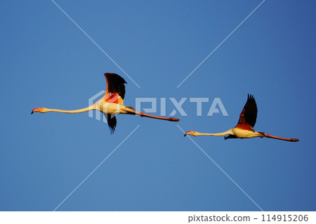 Europe Flamingo 114915206