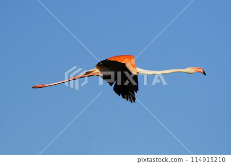 Europe Flamingo Europe Flamingo 114915210