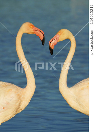 Europe Flamingo 114915212