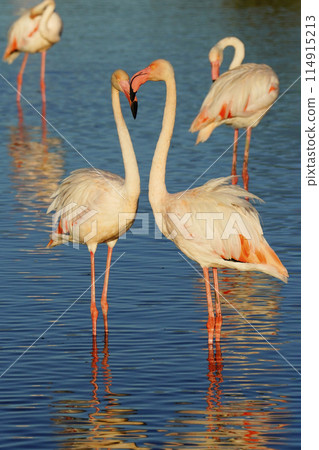 Europe Flamingo 114915213