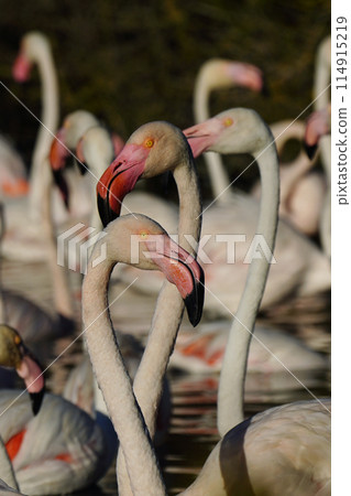 Europe Flamingo Europe Flamingo 114915219
