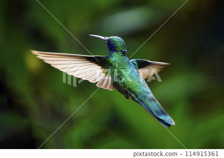 綠色蜂鳥飛行 綠色蜂鳥飛行 114915361