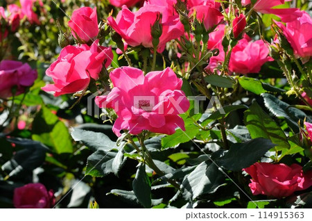 Full-bloom rose "Knockout" Full-bloom rose "Knockout" 114915363