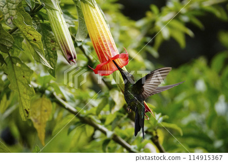 Spear-billed Hummingbird drinking nectar Spear-billed Hummingbird drinking nectar 114915367