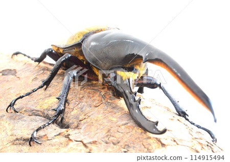 Hercules Beetle Hercules Hercules White Background Hercules Beetle Hercules Hercules White Background 114915494