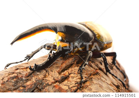 Hercules Beetle Hercules Hercules White Background Hercules Beetle Hercules Hercules White Background 114915501
