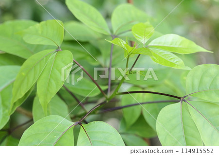 Nature Plants: Gyokuboku, a food plant for the red swallowtail butterfly. In Okinawa, it grows wild and is also planted in parks and gardens. 114915552