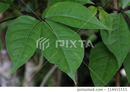 Nature Plants Gyoboku, leaves are trifoliate compound leaves. The petioles and veins are purple. 114915553