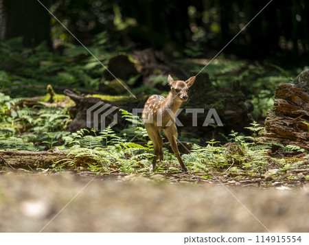 [奈良公園] 小鹿 114915554