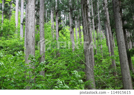 夏天雪松森林 夏天雪松森林 114915615