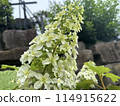 Kashiwaba繡球花 114915622