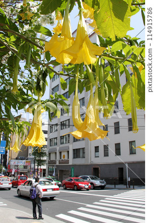 牽牛花 牽牛花 114915786