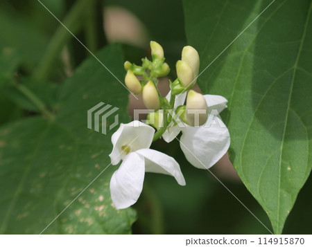 白花 豆花 白花 豆花 114915870