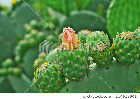Prickly pear cactus buds (spring, May) 114915901