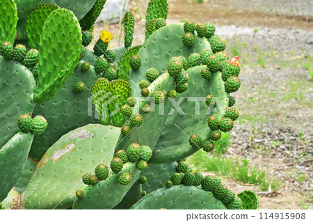 Prickly pear cactus buds (spring, May) Prickly pear cactus buds (spring, May) 114915908