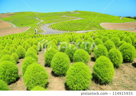 夏季地膚丘陵和日立海濱公園 114915935