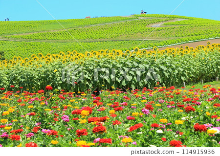 百日菊、向日葵、觀景山 114915936