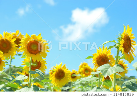 sunflower field in summer sunflower field in summer 114915939