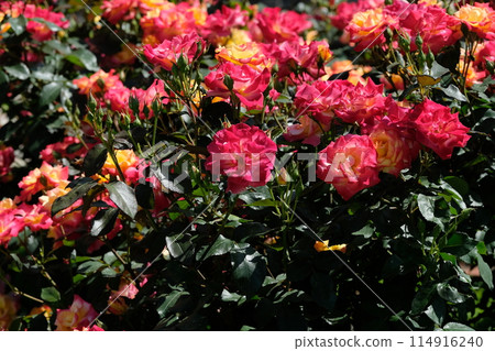 Rose "Charleston" in full bloom Rose "Charleston" in full bloom 114916240