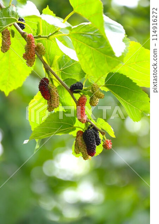 Mulberries, also known as Satoyama blueberries Mulberries, also known as Satoyama blueberries 114916272
